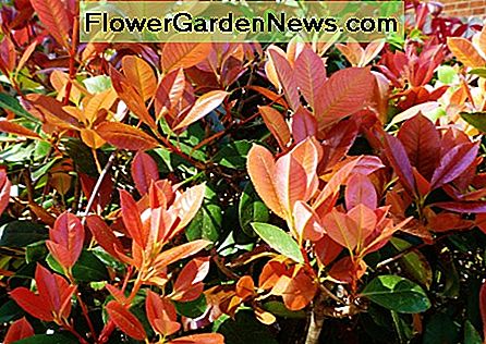 Mūsų raudonos spalvos išgaubtos fotinijos mūsų kiemelyje Hiustone. Our red tipped photinias in our yard in Houston.