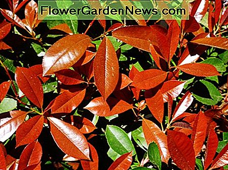 Pavasario pabaigoje mūsų sodo paveikslėlis raudonų suvirintų fotinijų. Picture of the red tipped photinias in our garden in the Spring of the year.