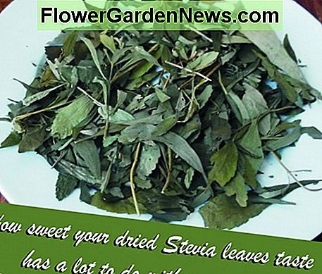 Um Steviapulver zu machen, zerstampfen Sie einfach Ihre getrockneten Steviablätter. To make stevia powder, simply crush your dried stevia leaves.