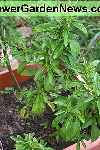 Ich möchte mindestens eine Stevia-Pflanze in einem Topf aufbewahren, bereit, sie vor dem ersten Frost in den Stall zu bringen. Dieser teilt einen Topf mit Beifuß. I like to keep at least one stevia plant in a pot, ready to bring indoors before the first frost. This one shares a pot with mugwort.