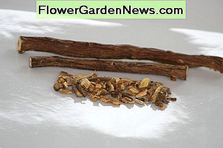 Stevia sollte nicht wie Süßholz schmecken. (Süßholzwurzel ist nur 50 Mal süßer als Zucker, lol.) Wenn Sie den Geschmack von Lakritze wollen, können Sie Ihr eigenes wachsen, wie ich es tue, aber Lakritze braucht beträchtliche Sorgfalt und nimmt viel Platz im Garten ein. Stevia shouldn't taste like licorice. (Licorice root is only 50 times sweeter than sugar, lol.) If you want the taste of licorice you can grow your own like I do, but licorice needs considerable care and takes up a lot of space in the garden.