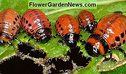 ตัวอ่อนด้วงมันสำปะหลัง Potato Beetle Larvae