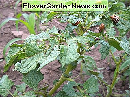 ความเสียหายของใบทั่วไปที่เกิดจากการให้อาหารแก่ตัวอ่อนและตัวอ่อน Typical leaf damage caused by feeding adult and larvae