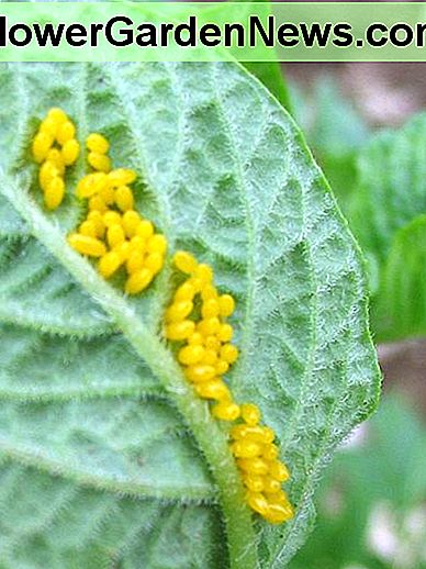 มองหาไข่ที่ด้านล่างของใบ Look for eggs on the undersides of the leaves