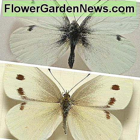 Kohlfalter: männlich (oben) und weiblich (unten). Wenn Sie sehen, dass diese in Ihrem Garten fliegen, ist das ein Zeichen, dass Kohlwürmer kommen (wenn sie nicht schon da sind). Cabbage butterflies: male (top) and female (bottom). If you see these flying around your garden, it's a sign that cabbage worms are coming (if they're not already here).