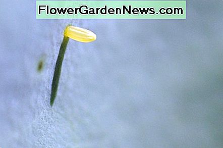 Die Eier des Kohlweißlings sind gelb oder grünlich und ziemlich klein. The eggs of the cabbage white butterfly are yellow or greenish and quite small.