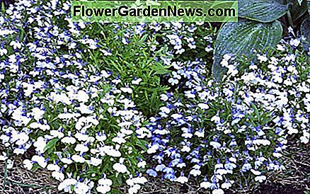 ดวงอาทิตย์สีขาวรัก Lobelia (ประจำปี / สองปี) Sun-loving white Lobelia (annual/biennial)
