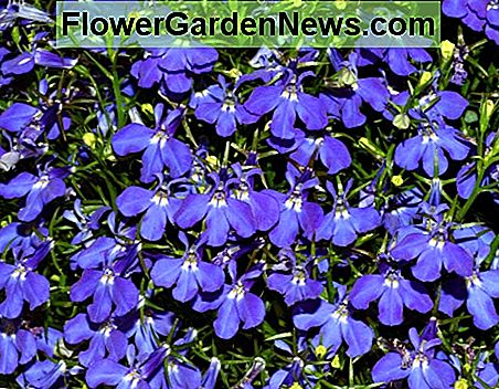 ดวงอาทิตย์สีน้ำเงิน Lobelia รัก (ประจำปี / สองปี) Sun-loving Blue Lobelia (annual/biennial)