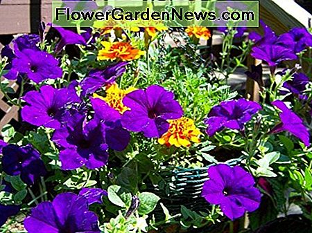 ดวงอาทิตย์สีม่วง Petunias รัก (ประจำปี) Sun-loving Purple wave Petunias (annual)