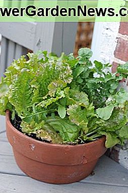 ผักกาดหอมในหม้อ Lettuce in pot