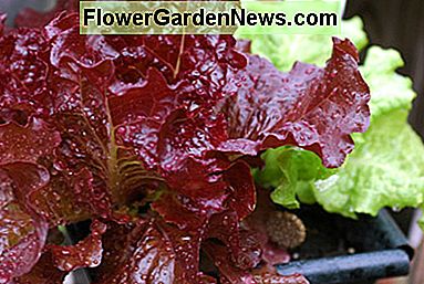 ผักกาดหอมในหม้อ Lettuce in pot
