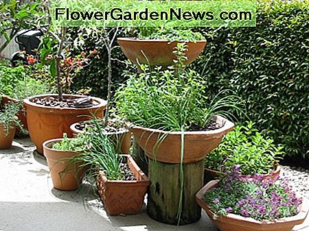 กระถางสมุนไพร Herb pots