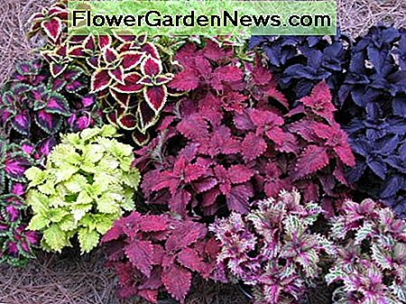 เฉดสี / อาทิตย์บางส่วน Coleus, ประจำปี shade/partial sun Coleus, annual