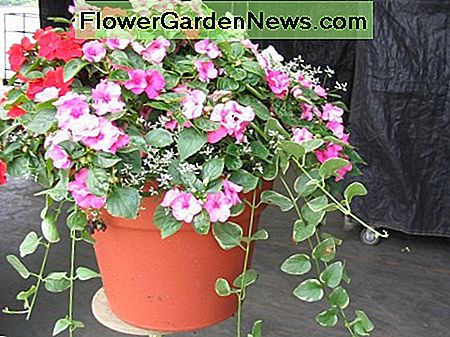 สุริยวรรัตน์บางส่วน / บางส่วน, periennial Shad/partial sun Vinca Vine, periennial