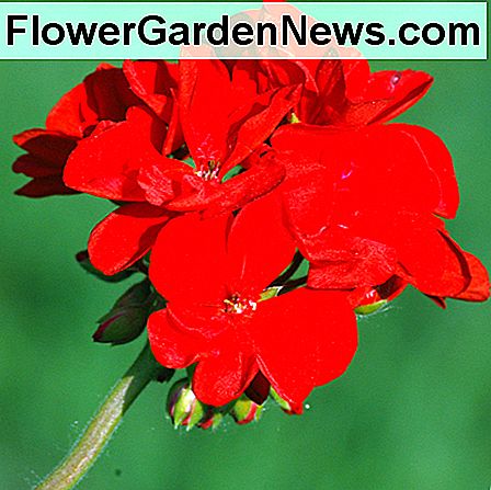 Geranium รักดวงอาทิตย์ (ประจำปี) sun-loving Geranium (annual)