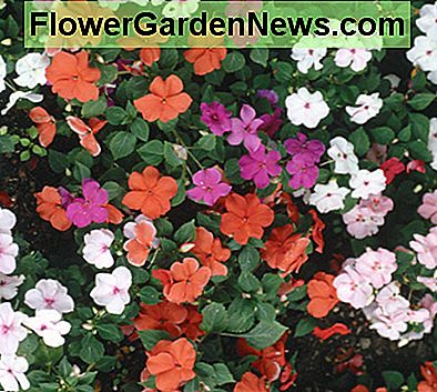 ร่มเงาที่น่ารัก Impatiens (ประจำปี) Shade-loving Impatiens (annual)