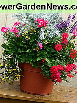 หม้อดิน Terra Cotta Terra Cotta pot