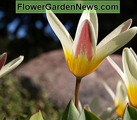 Tulipán nenúfar Waterlily tulip