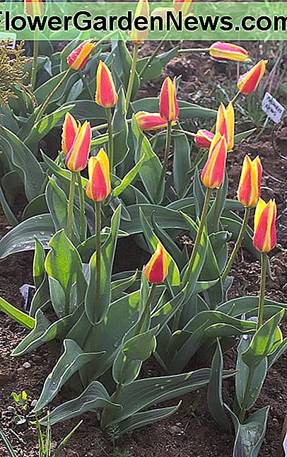 Tulipa kaufmanniana 'Giuseppe Verdi' Tulipa kaufmanniana 'Giuseppe Verdi'
