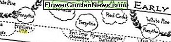 Mostrando un plan de jardín temprano con Tulipa Kaufmanniana emparejado con scillas y azafrán cerca de una Magnolia stellata. Showing an early garden plan with Tulipa Kaufmanniana paired with scillas and crocus near a Magnolia stellata.