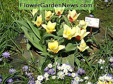 Florece con Anemone blanda, que se naturaliza fácilmente. Blooming with Anemone blanda, which naturalizes easily.