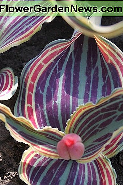 Maroon marcas en rayas y puntas Maroon markings in stripes and stipples