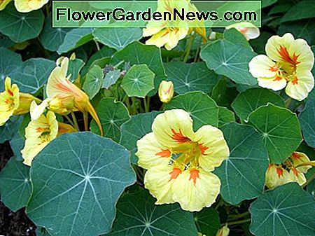 Gelb blühende Kapuzinerkresse Yellow flowering nasturtiums