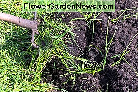 Przygotowanie zielonego nawozu Preparation of Green Manure