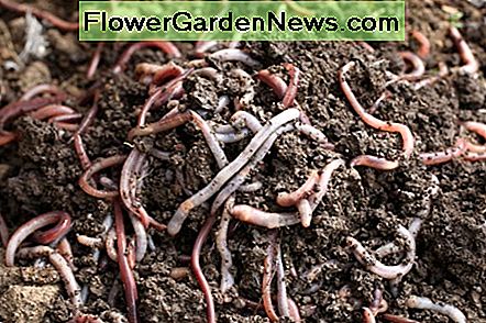 Wermikompostowanie Vermicomposting