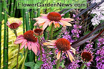Paarse zonnehoed Purple Coneflower