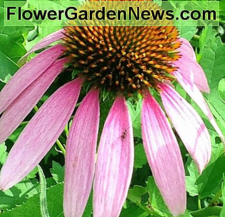 Paarse zonnehoed Purple Coneflower