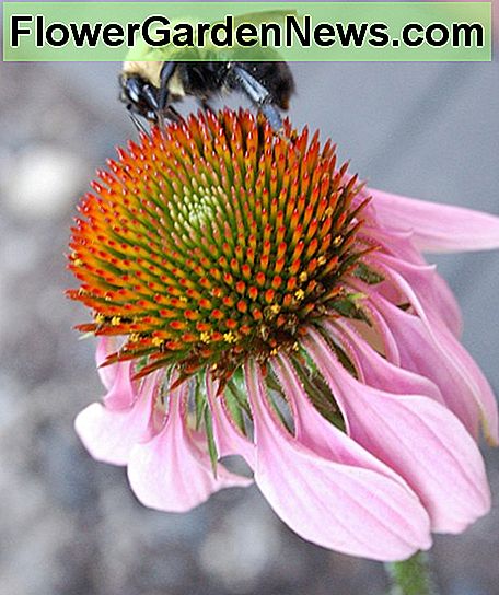 Paarse zonnehoed Purple Coneflower