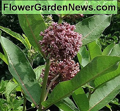 Gemeenschappelijke Milkweed Common Milkweed