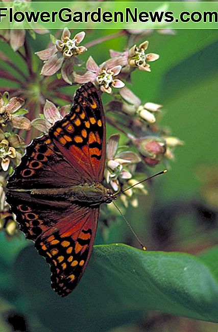 Gemeenschappelijke Milkweed Common Milkweed