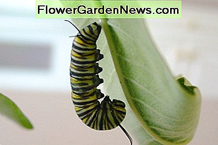 Gemeenschappelijke Milkweed Common Milkweed