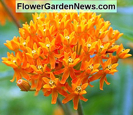 Butterfly Weed Butterfly Weed