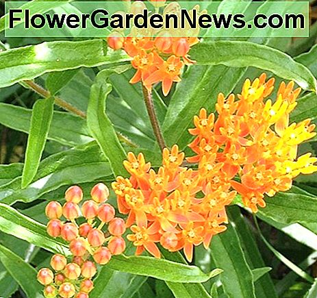 Butterfly Weed Butterfly Weed