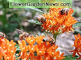 Butterfly Weed Butterfly Weed