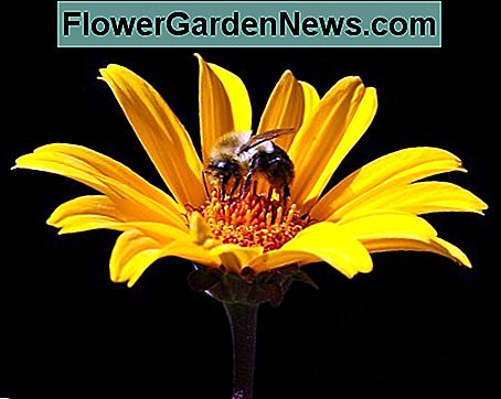 Valse zonnebloem False Sunflower