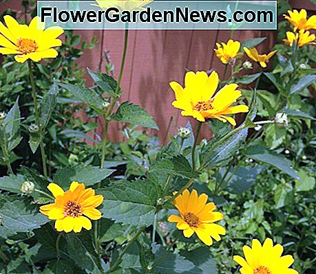 Valse zonnebloem False Sunflower