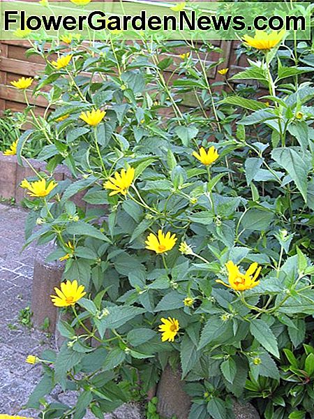 Valse zonnebloem False Sunflower