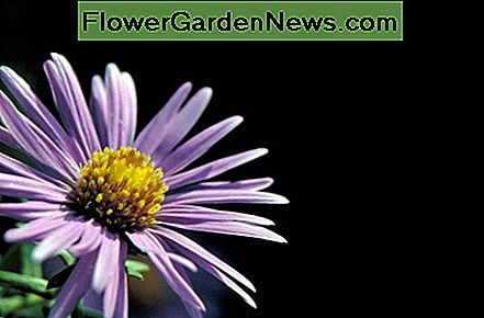 New England Aster New England Aster