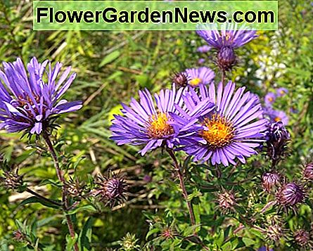 New England Aster New England Aster