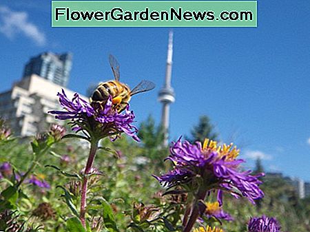 New England Aster New England Aster