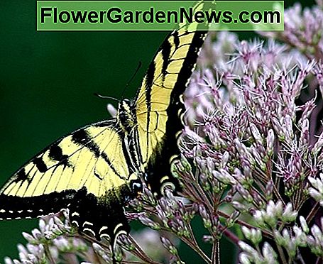 Joe Pye Weed Joe Pye Weed