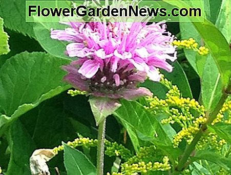 Bee Balm Bee Balm
