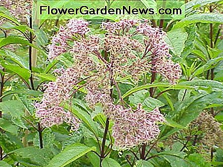 Joe Pye Weed Joe Pye Weed