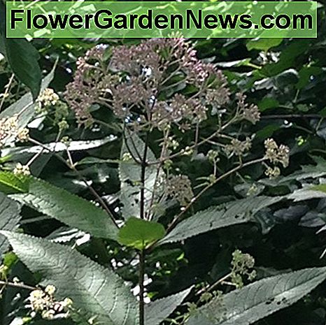 Joe Pye Weed Joe Pye Weed