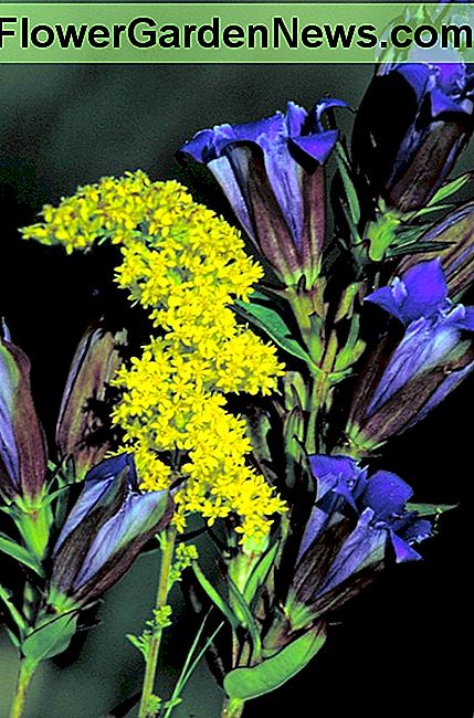 Guldenroede en Prairie Gentiaan Goldenrod and Prairie Gentian