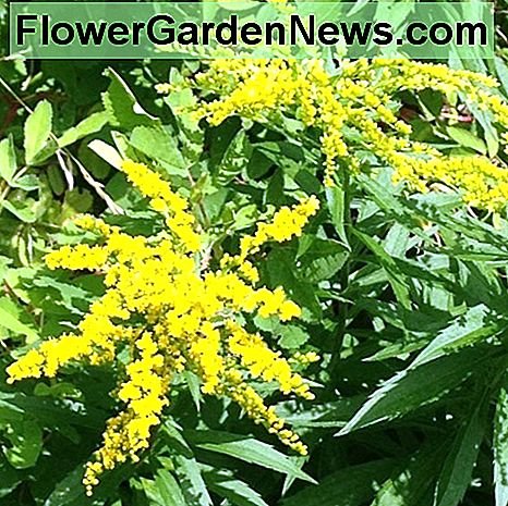 Goldenrod Goldenrod